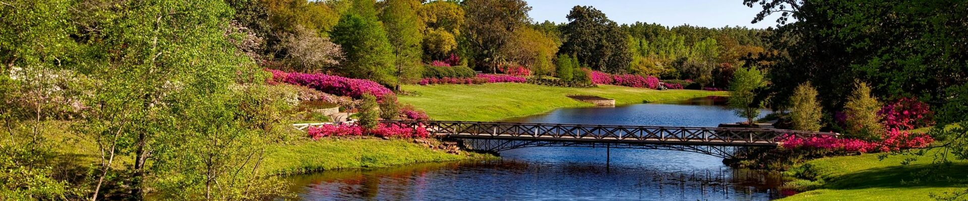 A river surrounded by greenery.
