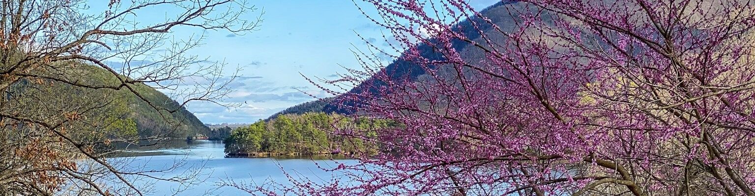 A mountainside lake lies beyond trees blooming with pink flowers.
