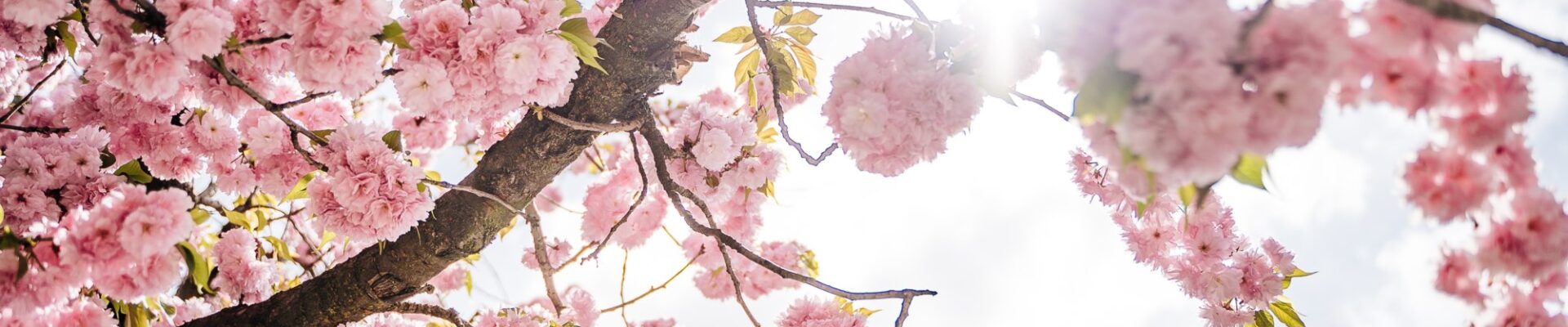 Close up of cherry blossoms with the sun shining through