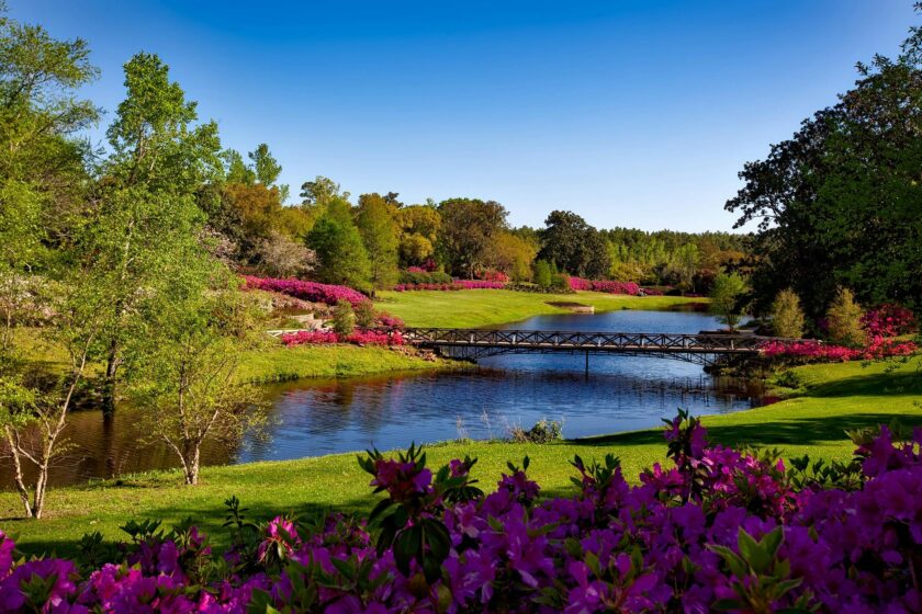 A scenic part view with purple trees.