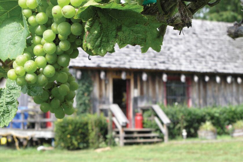 Closeup of a grape cluster with a barn building in the background